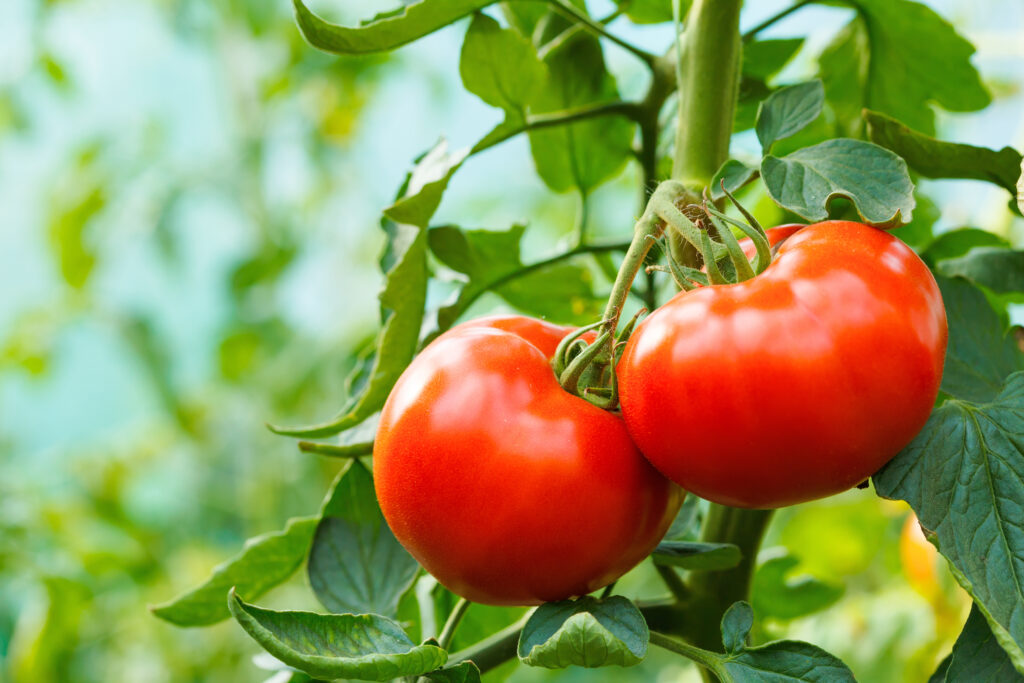 plant tomate